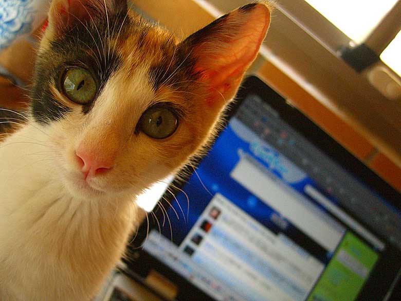 Katze am PC